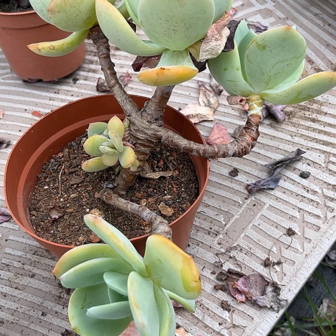 【闪购商品】无花朵l****9