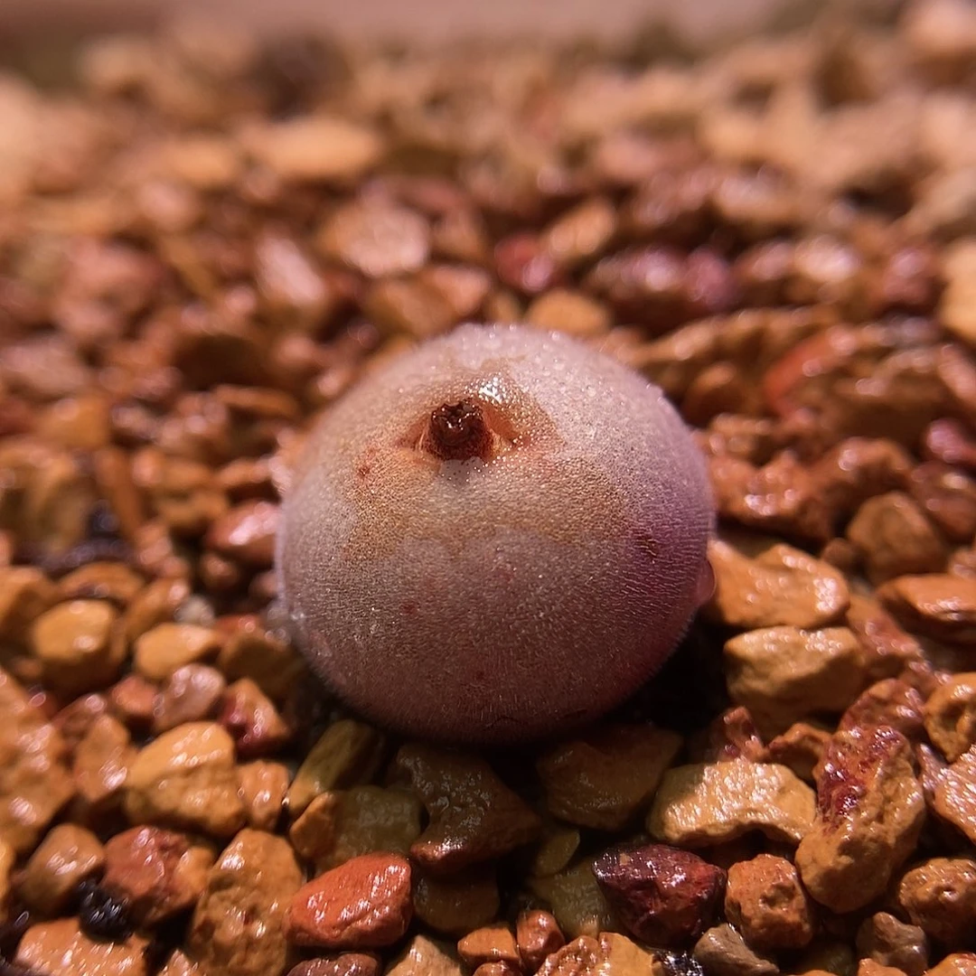 1563D毛球一颗尺寸1.3包邮