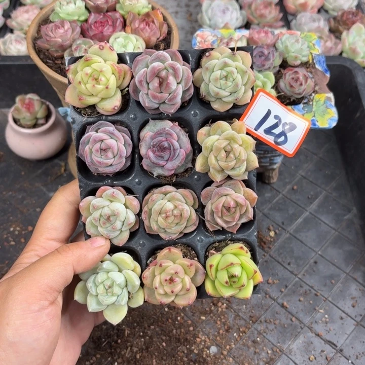 精品多肉直播一物一拍128