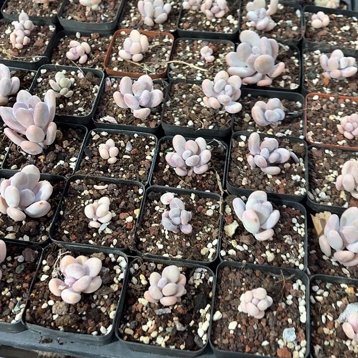 ?znzndnbfnc132b jv v