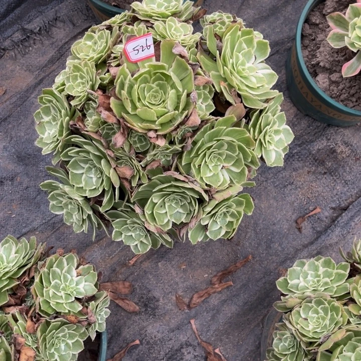 黑***皮526海王多肉植物法师