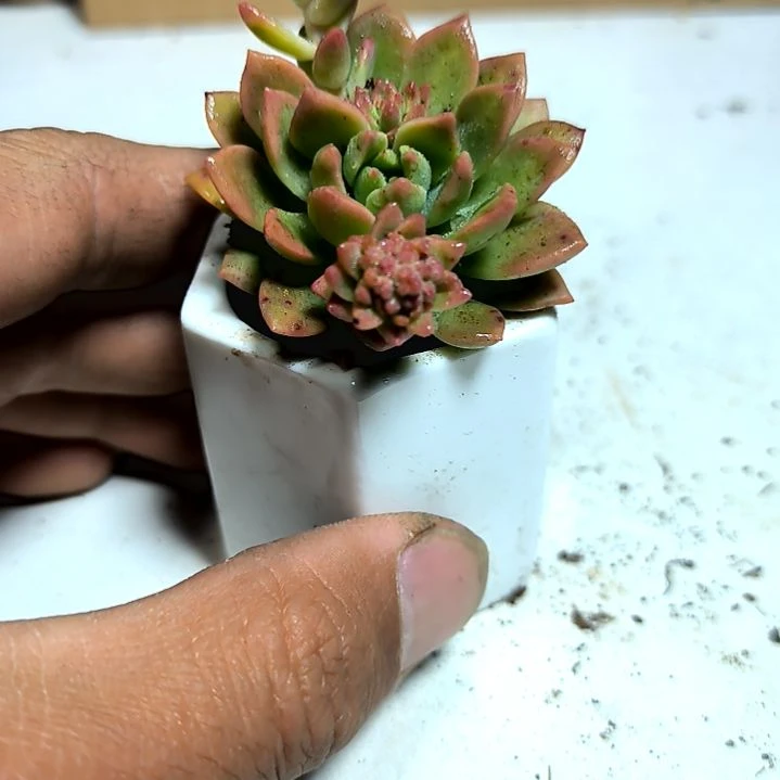 满6元包邮，马库斯俩颗