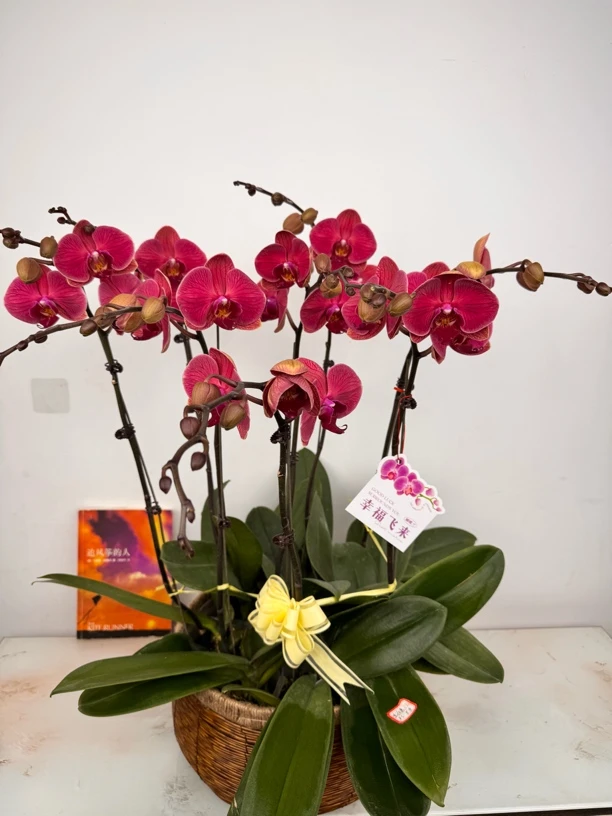 高档品质蝴蝶兰【红如意】带花带花苞昆明种植基地直发