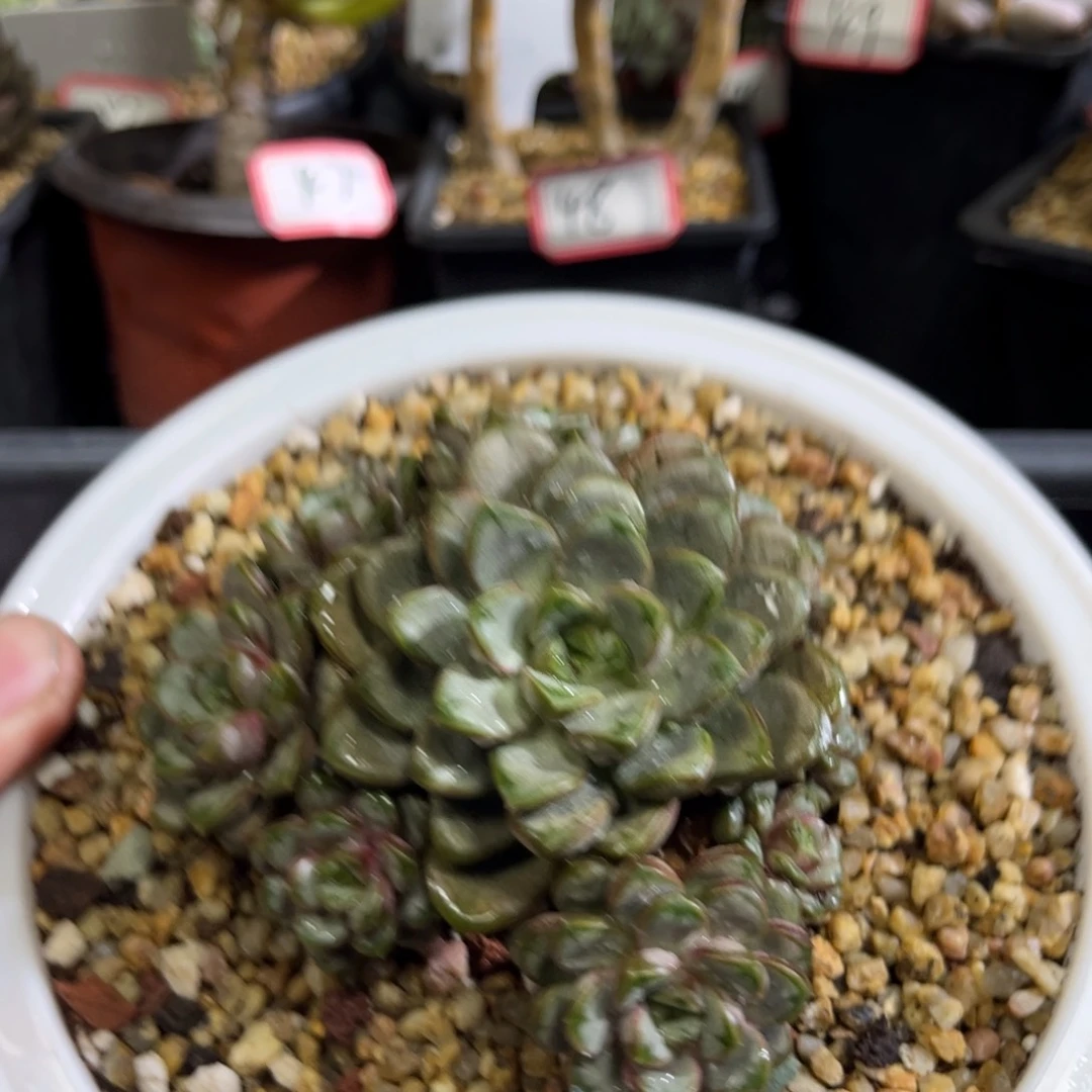 58号葡萄只发新疆