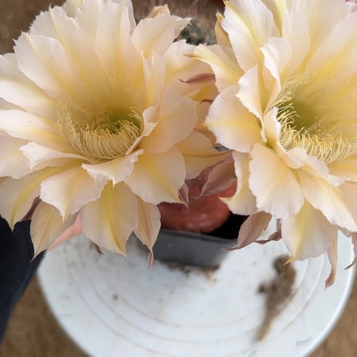 无花朵带根彩草111