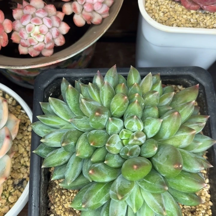 一物一拍，重楼多肉。