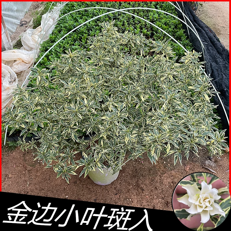 小陈..金边小叶栀子花580斑入花叶无花苞夏季浓香型庭院盆栽