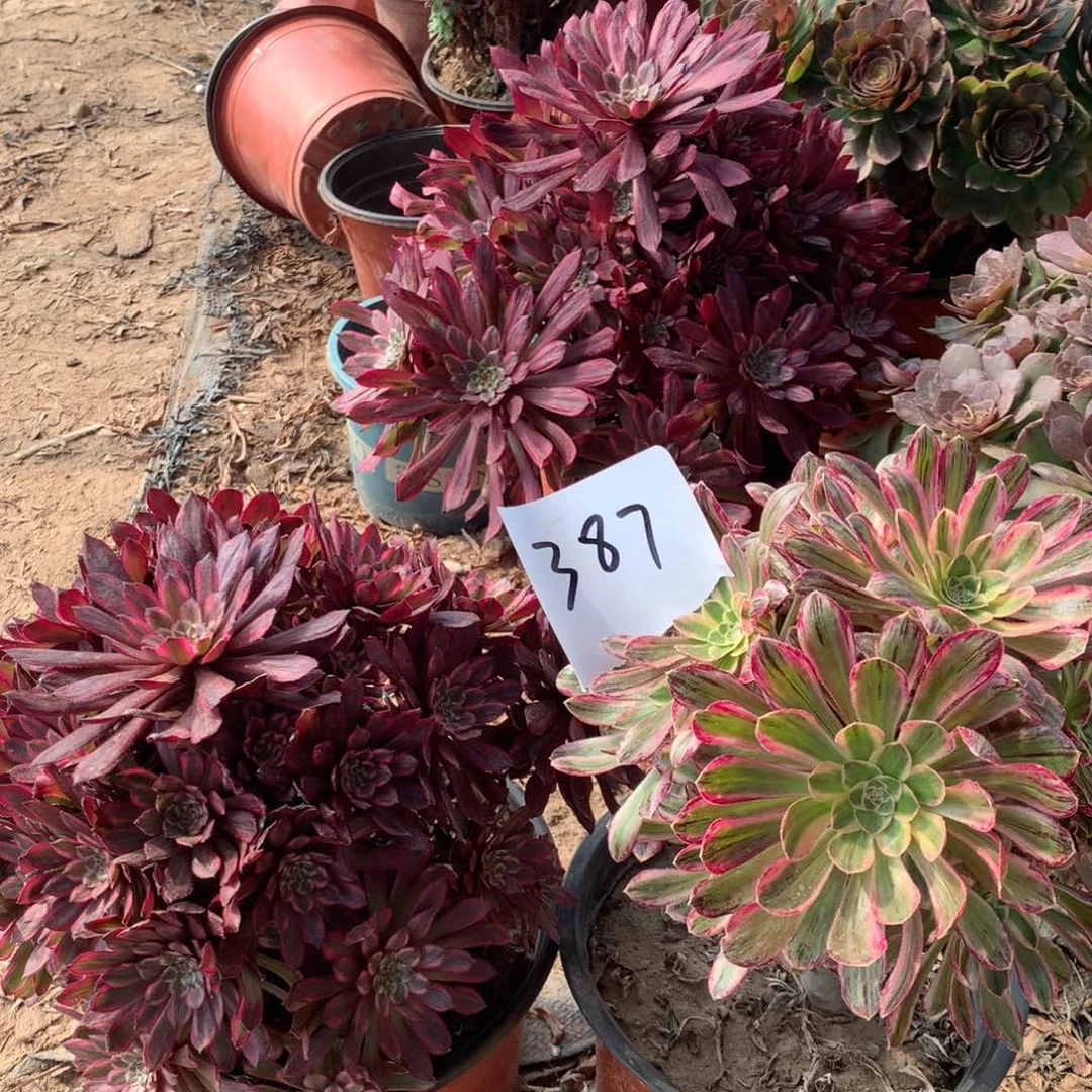 387多肉植物盆栽植物