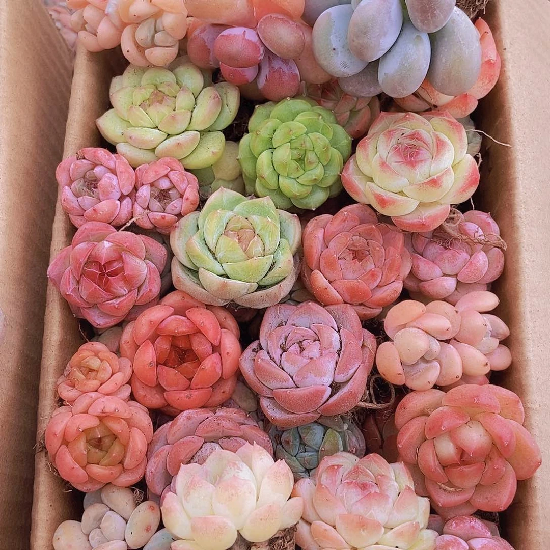 0000000001量拍保底20颗