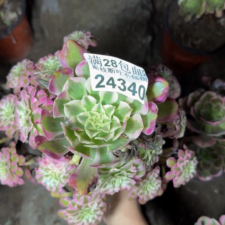 24340南同白多肉植物