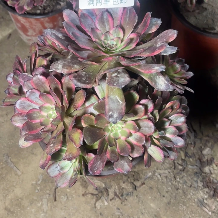 2674红金刚变异的人多肉