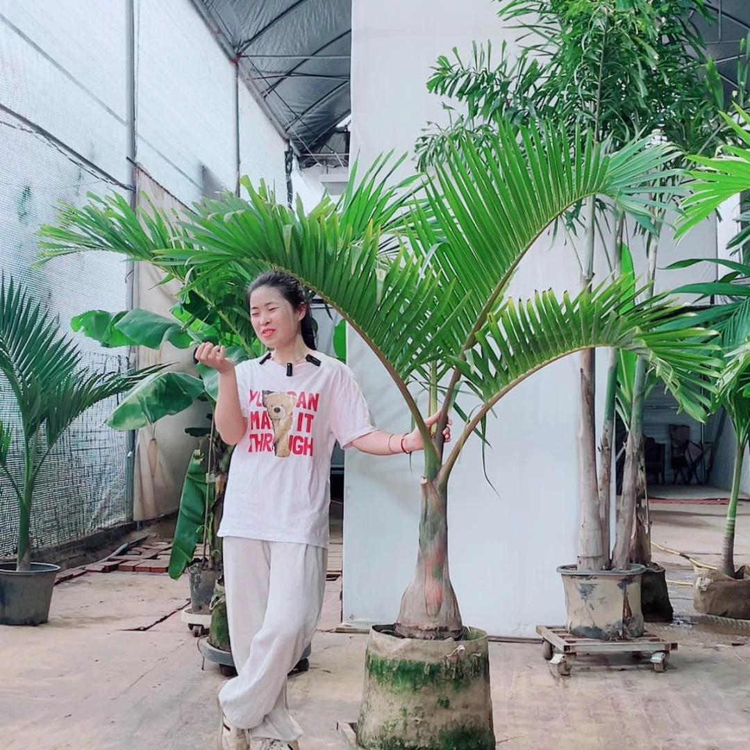 【闪购商品】陶瓷一*5666677777888