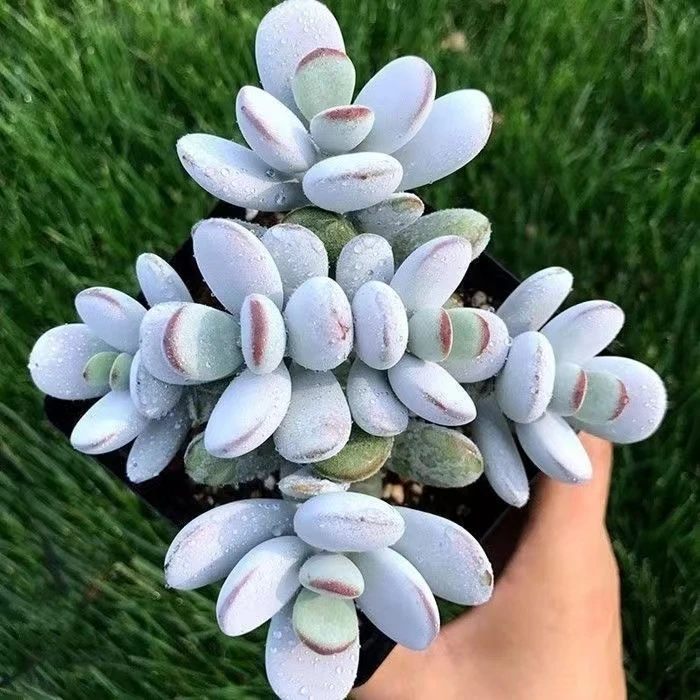 乒乓福娘群生多头多肉植物老桩盆栽萌肉办公室阳台绿植好养