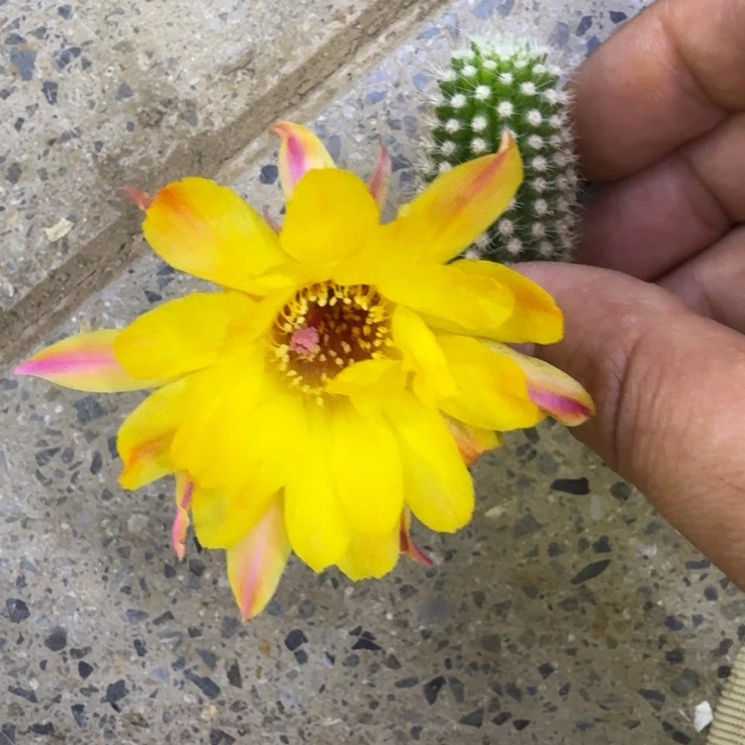 7白檀吕日落歪3个无根侧牙小，20包邮