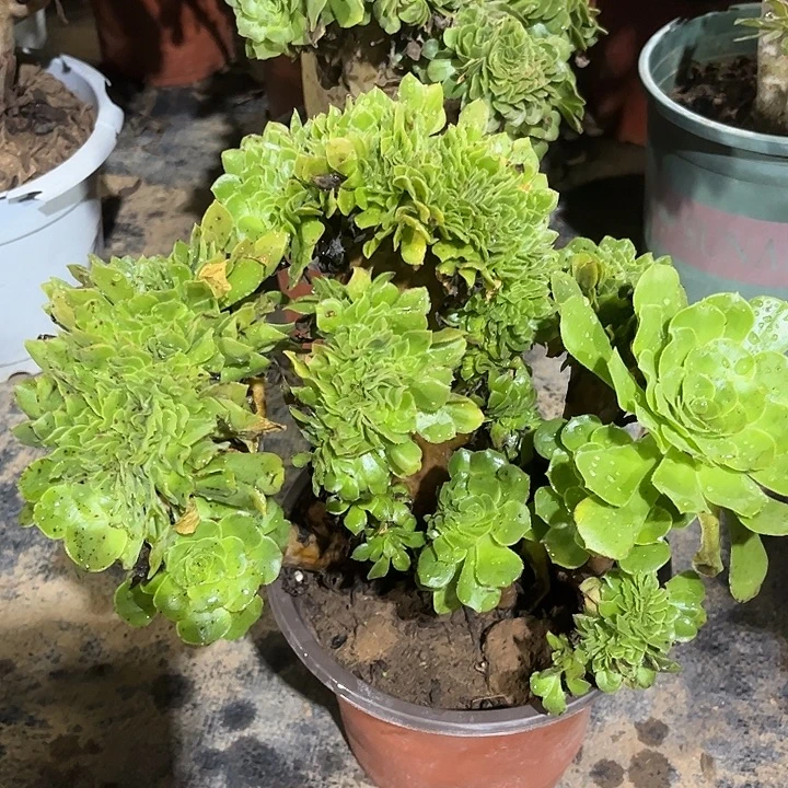 多肉植物绿缀化135号