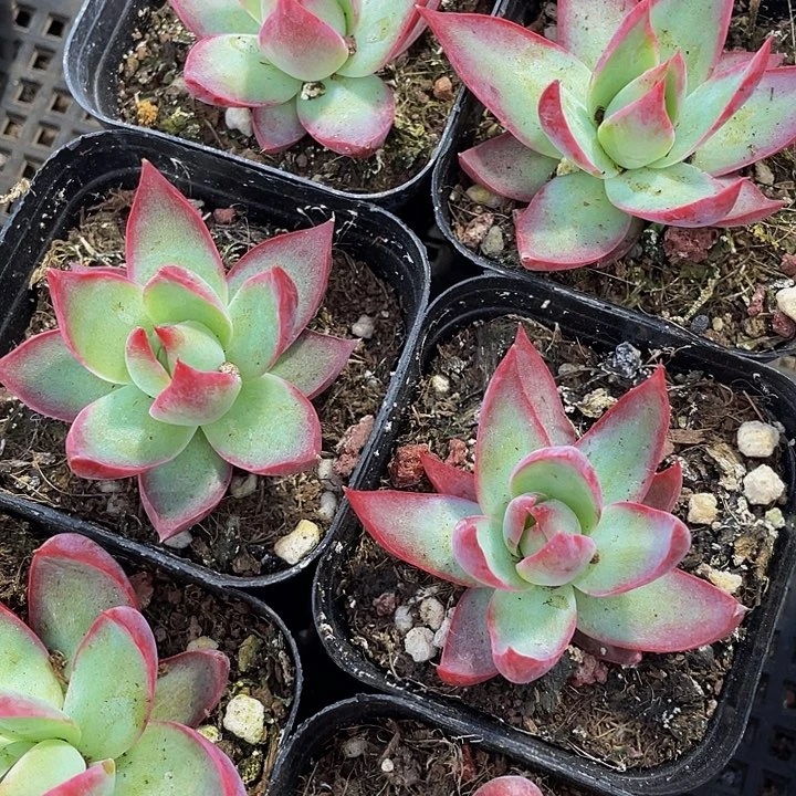 惊鸿3.3带哦土发发