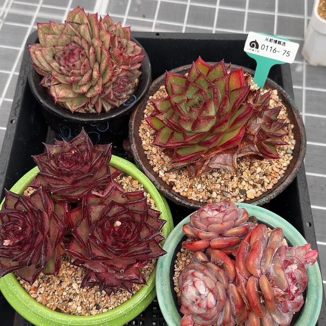 从前慢花园精选多肉编号0116-75