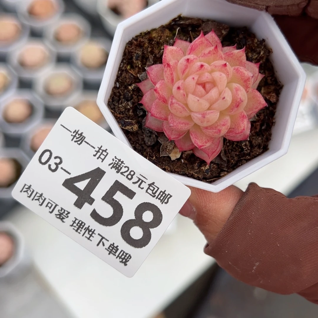 十*麦秆，多肉多肉多肉多肉