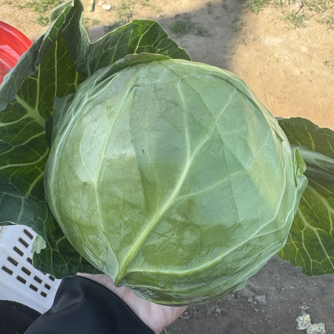 本地包菜和京白菜混合