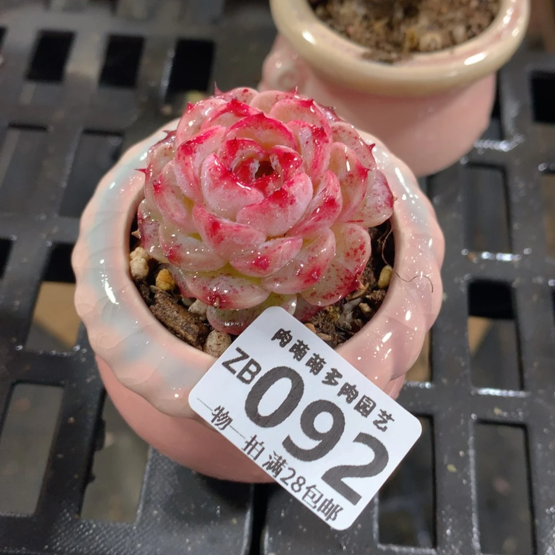 肉萌萌拇指盆精控多肉ZB092