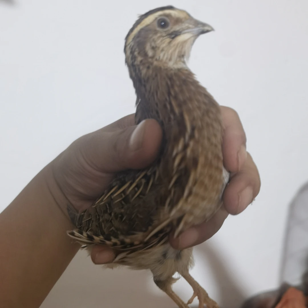 蒙蒙鹌鹑养殖包包