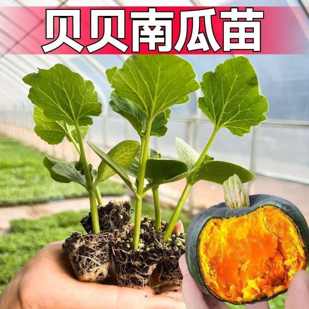 迷你贝贝南瓜苗秧苗正宗板栗味奶油小南瓜种籽孑高产四季盆栽菜苗