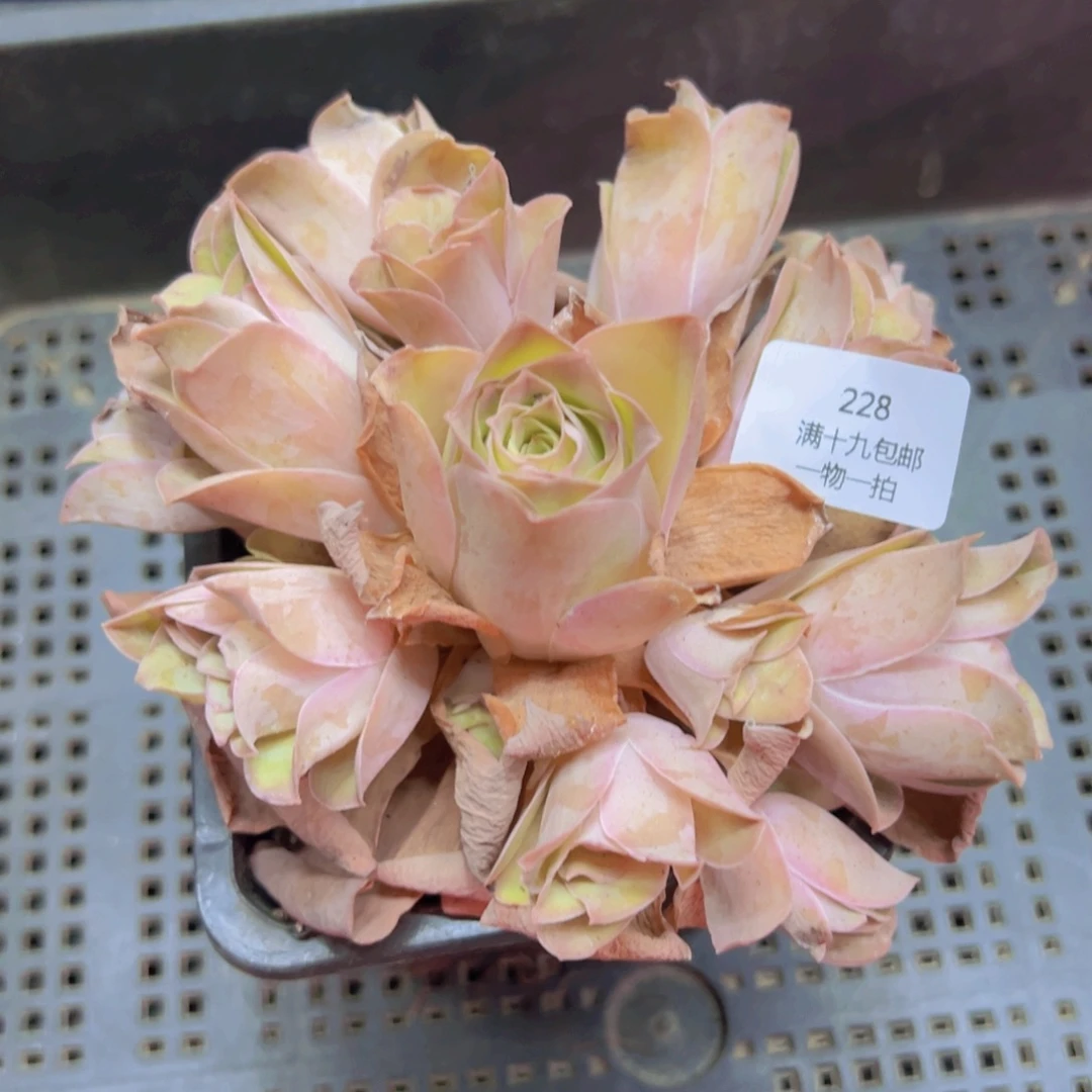 228 裸根不带土发货无售后