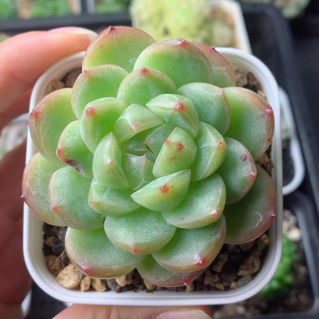 58包邮  群生不包整 8