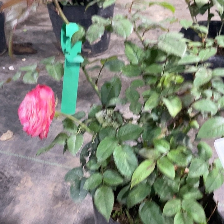 少量花朵（建议范围：2朵-5朵 或40%以下）64苹果杰克