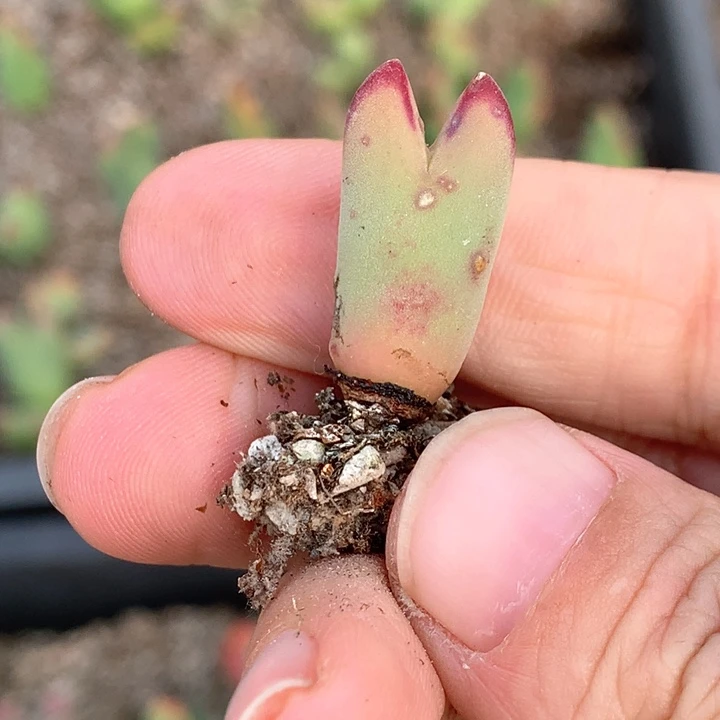 空*?空白专拍肉锥植物