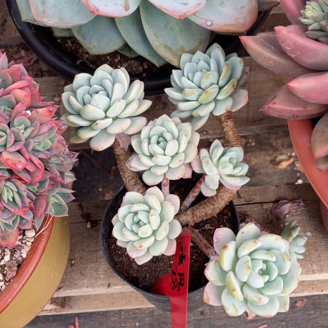 清风，冷香，周老太多肉