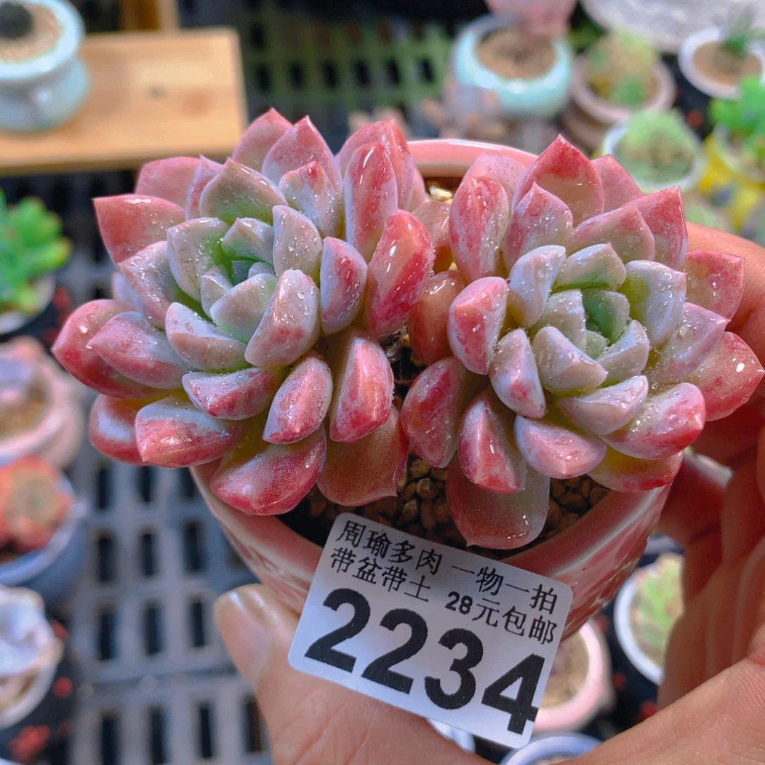 朱***！精控多肉植物2234