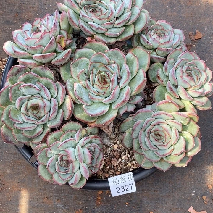 图***z精品多肉植物2327