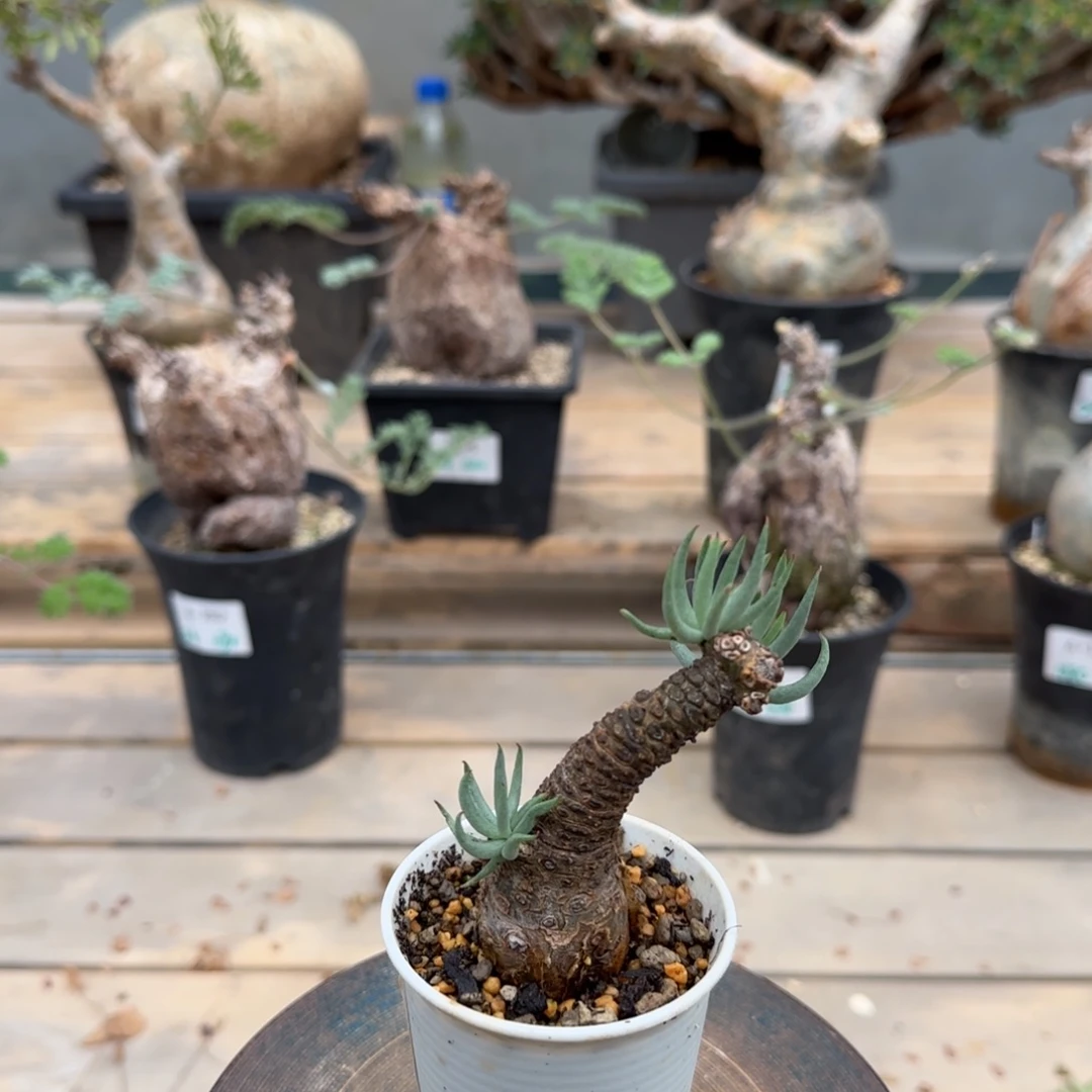 284白象奇峰锦块根植物