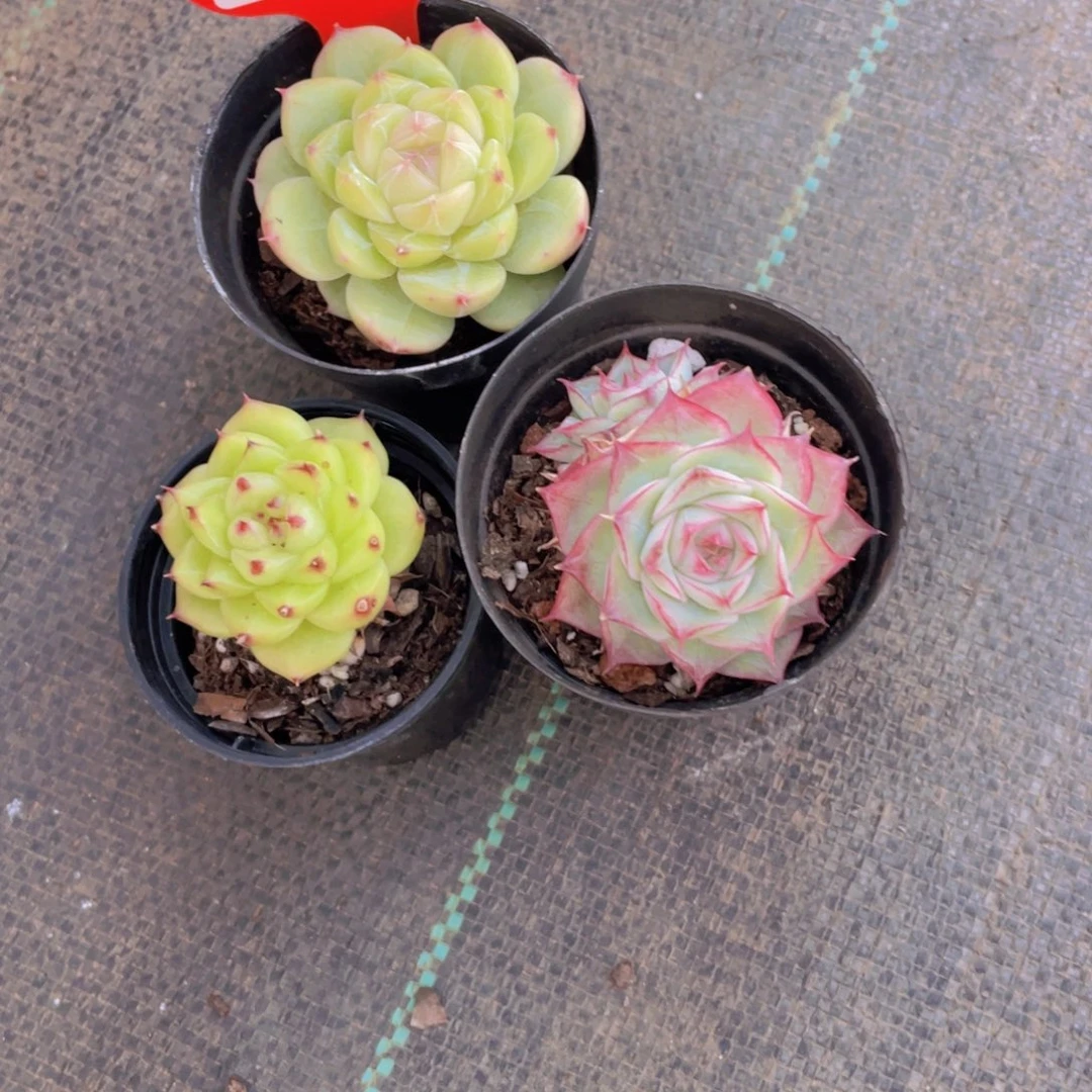 1173号 精品美肉三颗