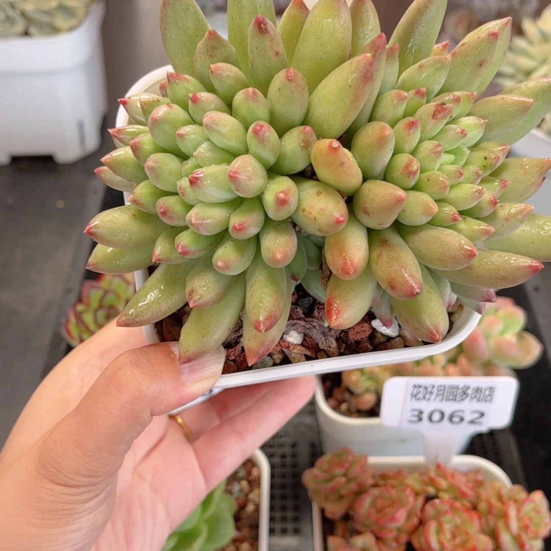 多肉植物3065 一定要拍个冷链哦