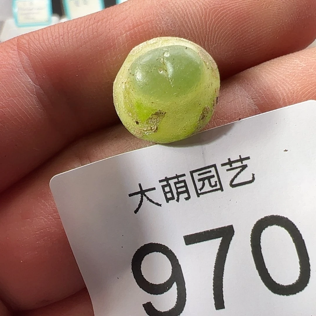 0000970 一物一拍……