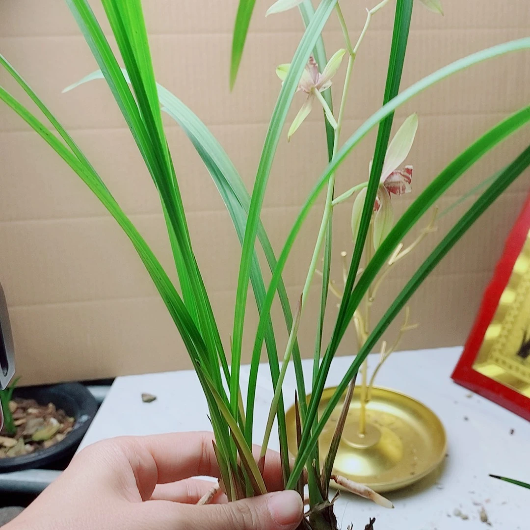 当前无花栽培后可以开花