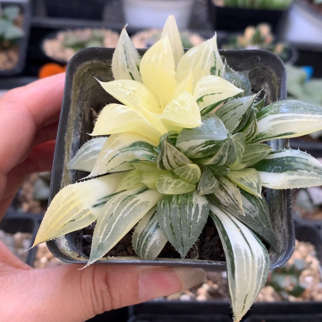 时****云小白鯊寿锦，带盆发货