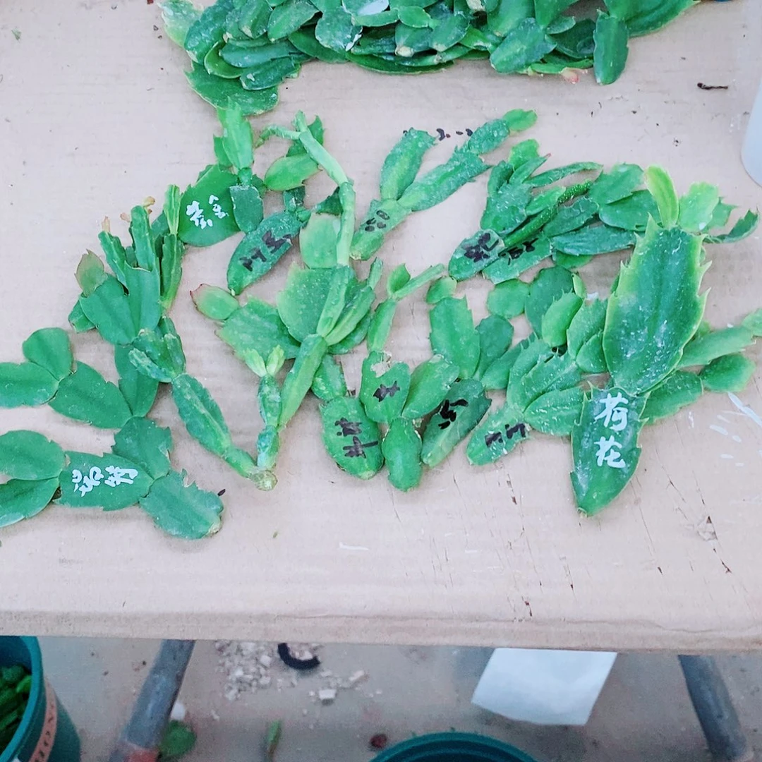 茂***茂无花朵嫁接用的叶片福利