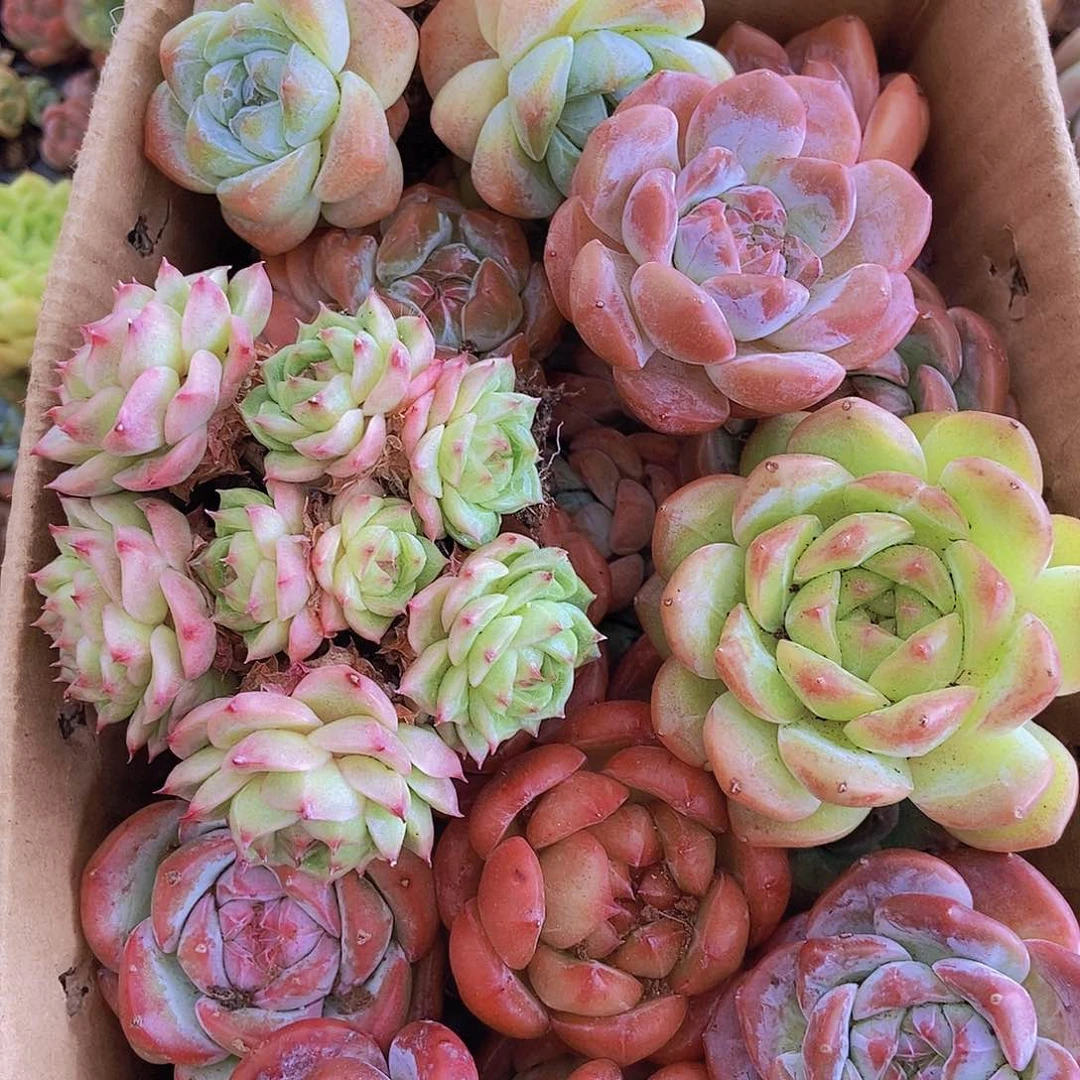 0000002量拍保底20颗，大