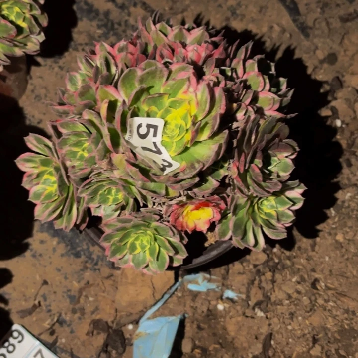 573海仙多肉植物不售后