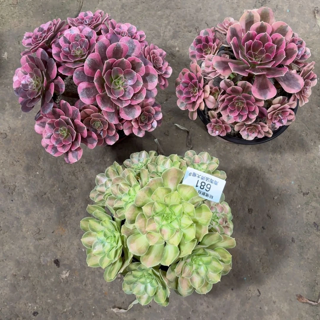 681三棵多肉植物法师
