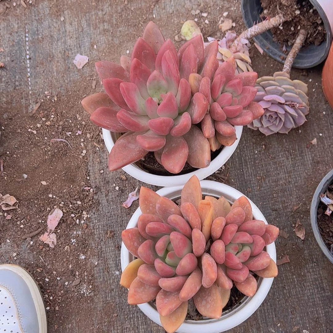 桃花源双头起发精控二盆