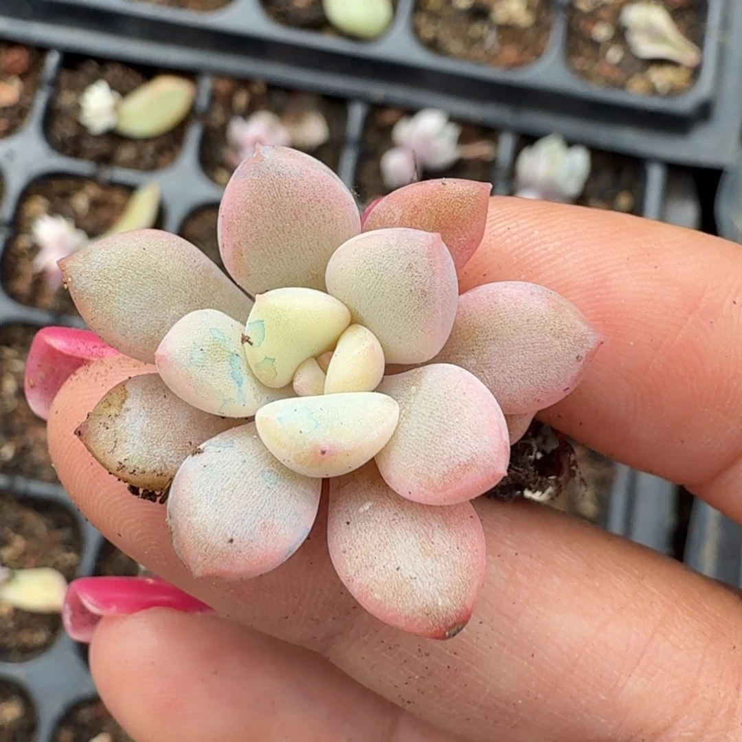 花斑路锦腹轮锦一刻的