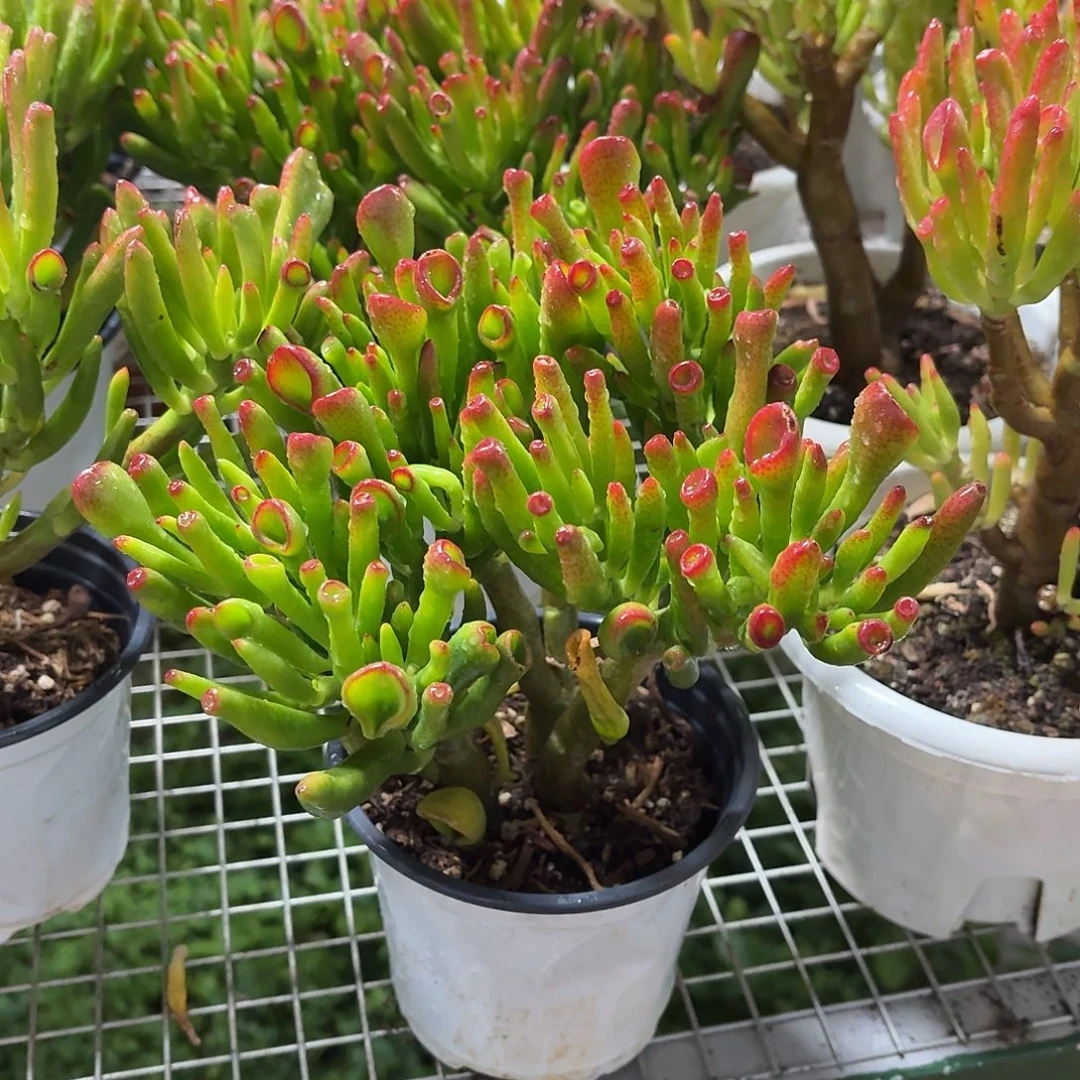 吸财树老桩冠幅16㎝高度20㎝左右