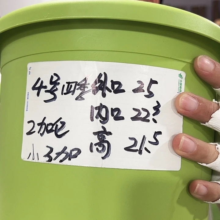 特价4号四季口25高21.5果绿无托8个