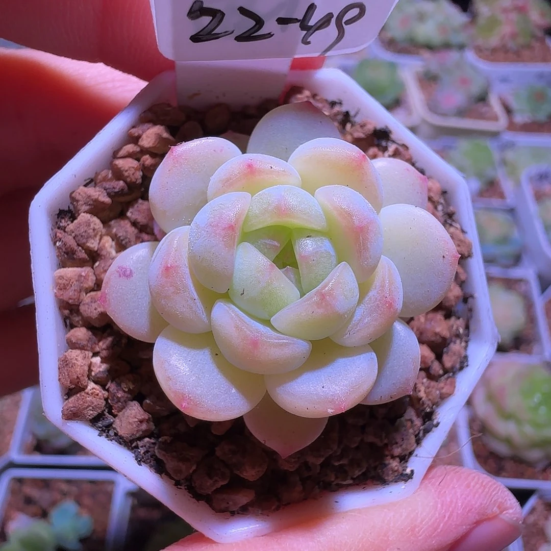 22-49福利希米露单头
