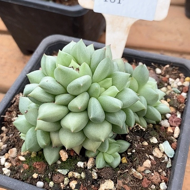 181-直播福利韩版象牙