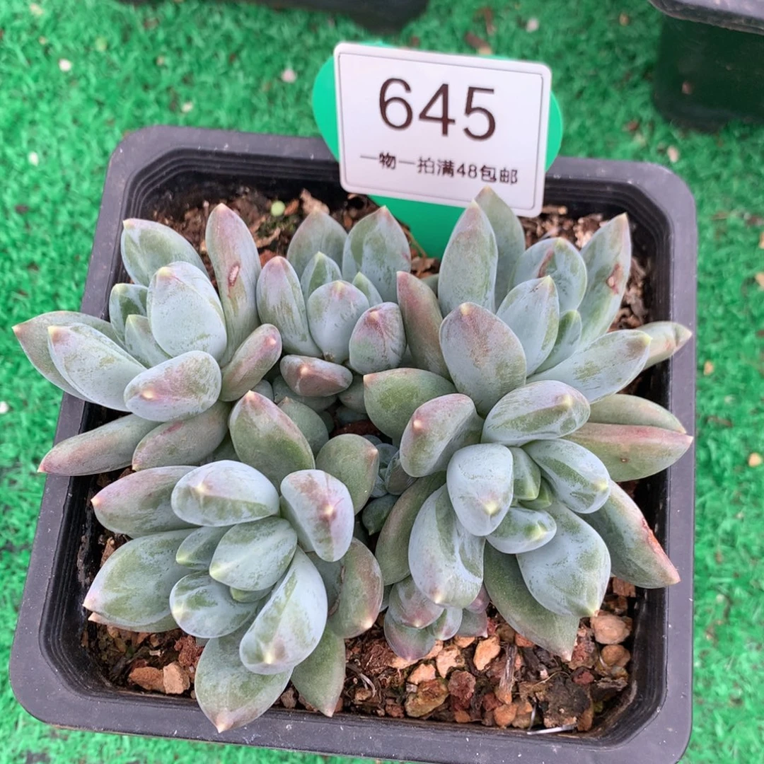 重楼无砍平头5头645